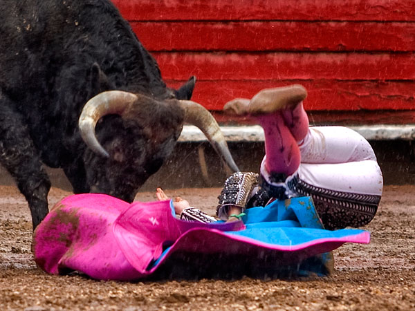 A merced del novillo