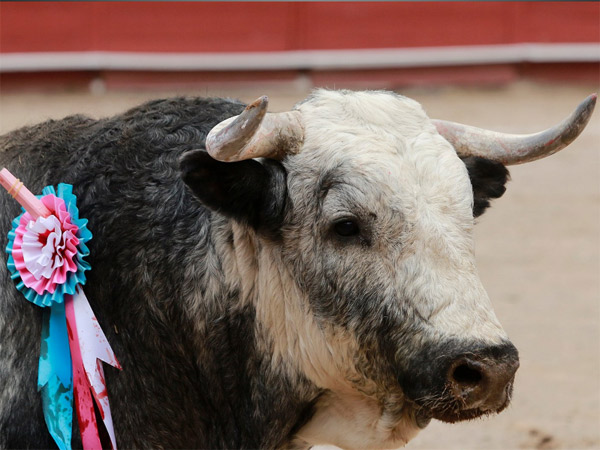Los colores de La Muralla
