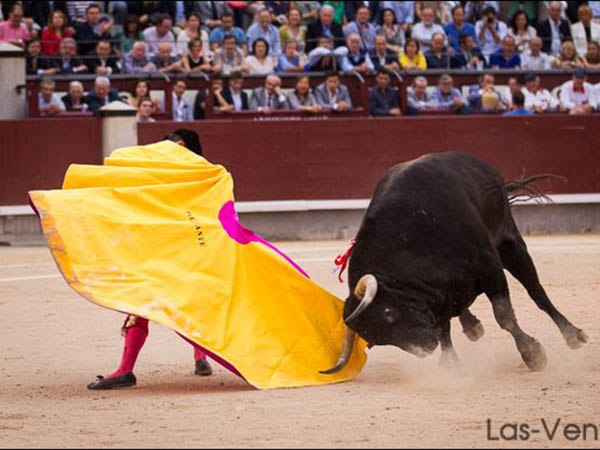 Siguiendo los vuelos