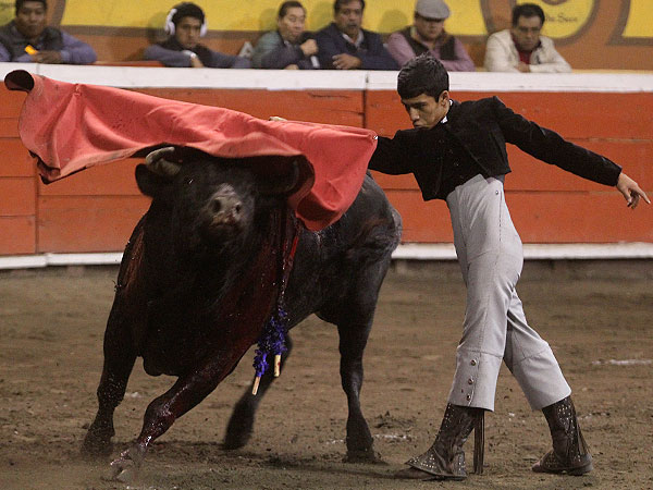 El toro mas hecho