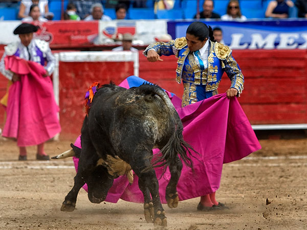 Soltando la punta del capote