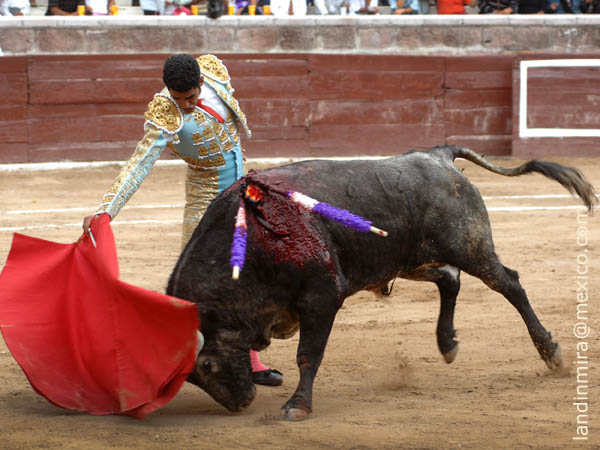 Metido en la muleta