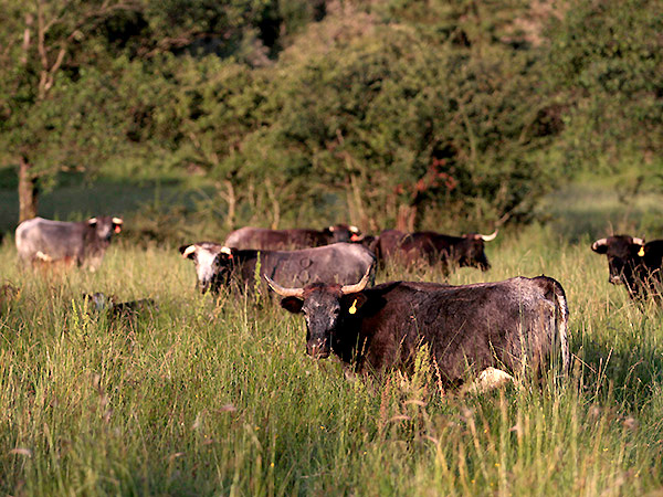 Las vacas en su h�bitat