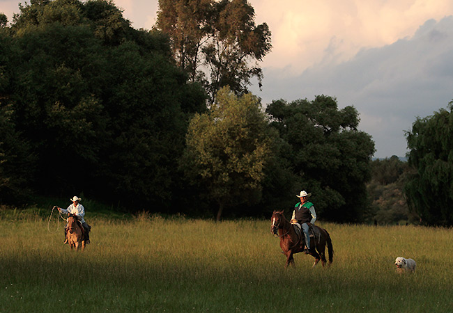 Vaqueros al atardecer