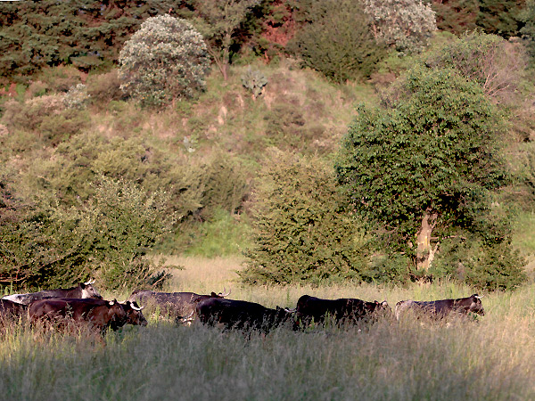 Una tropa de vacas al galope