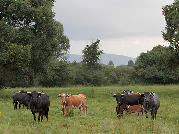 El apacible verdor del campo bravo