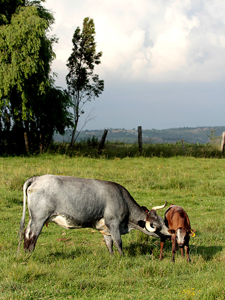 La madre con su cr�a