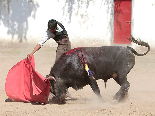 Trazo largo y buena fibra