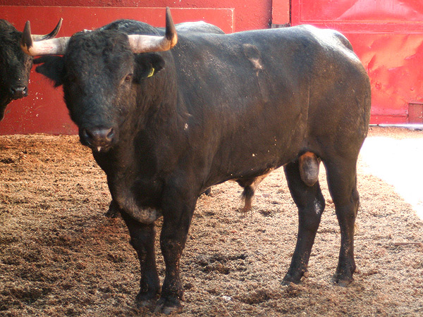 Toro n�mero 8