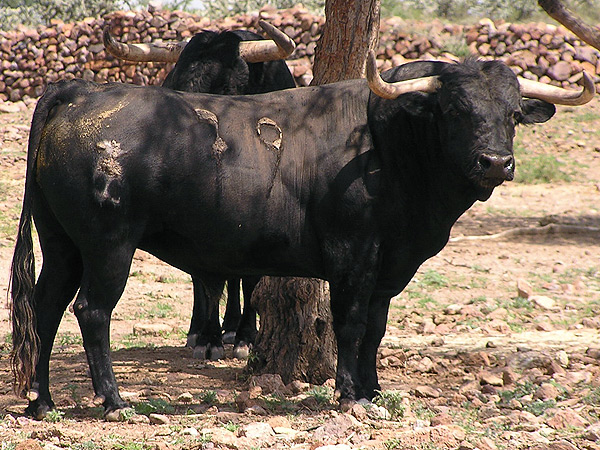 No. 79, con 520 kilos