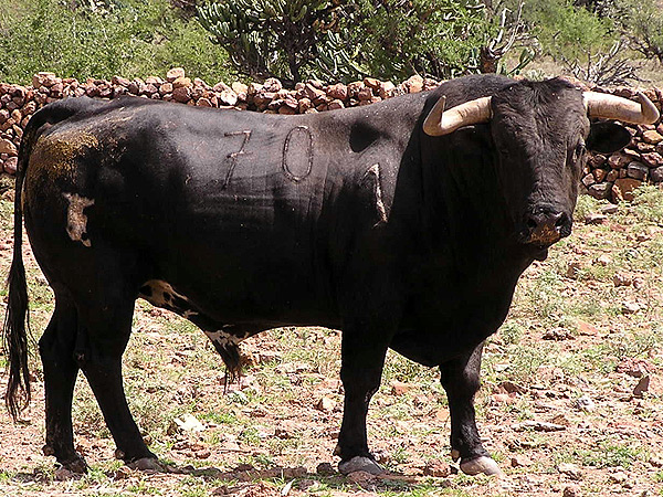 No. 70, con 510 kilos