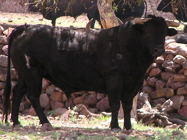 No. 41, con 530 kilos