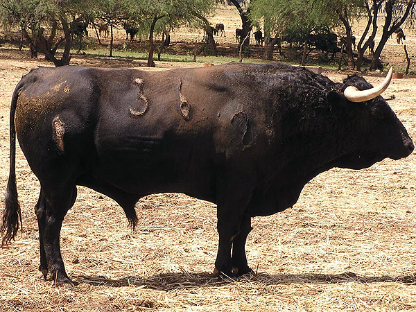 No. 36, con 507 kilos