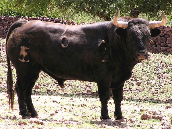 No. 6, con 525 kilos