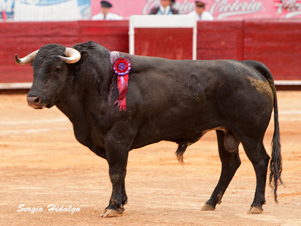 Un novillo de Jorge Mar�a