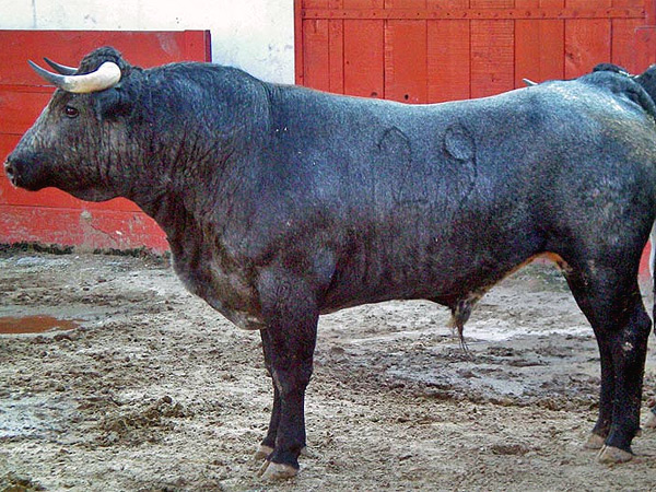 No. 29, c�rdeno list�n, 490 kg.