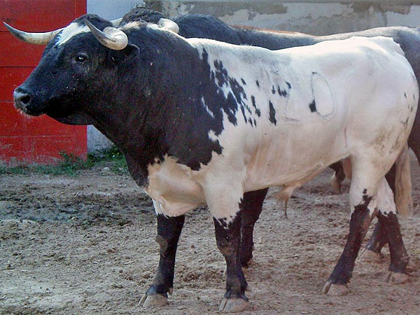 No. 20, berrendo alunarado, 460 kg.