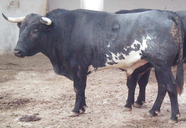 No. 19, c�rdeno jir�n, 415 kg.