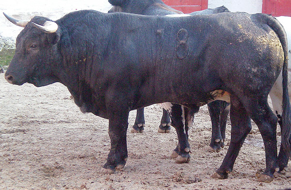 No. 18, negro entrepelado, 460 kg.
