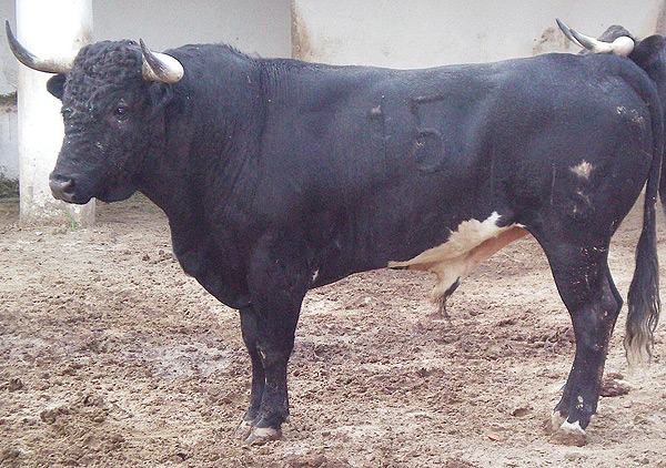 No. 15, negro jir�n, 465 kg.