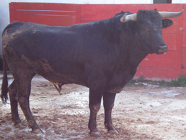 No. 13, negro, 515 kg.