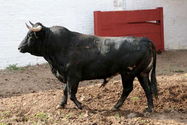 No. 455, con 460 kilos