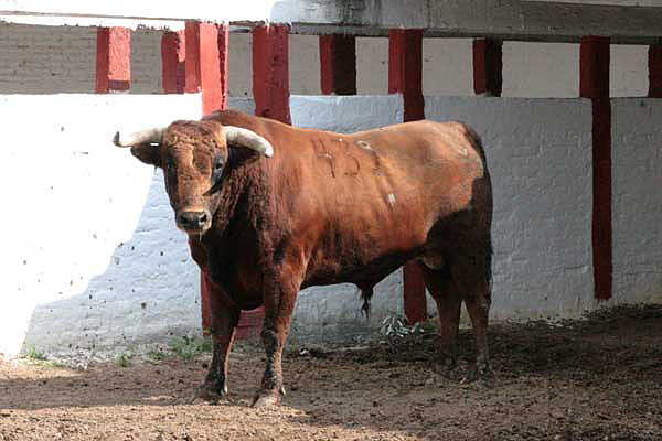 No. 439, con 540 kilos