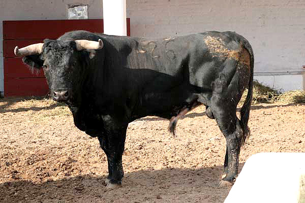 No. 426, con 510 kilos