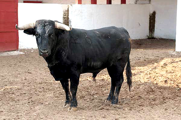 No. 85, con 500 kilos