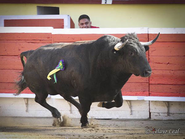 Salta el segundo a la arena
