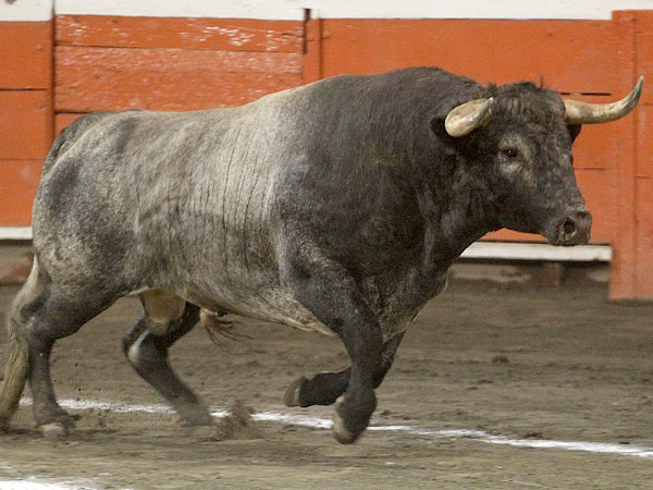 El trap�o del primero