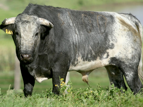 No. 100, berrendo en c�rdeno