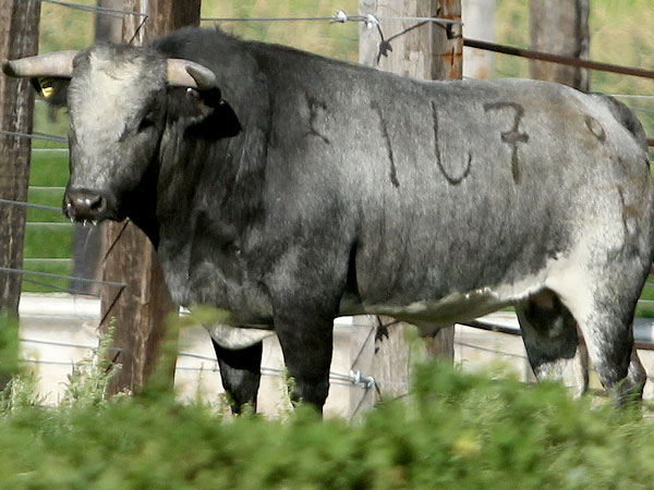 No. 167, c�rdeno nevado