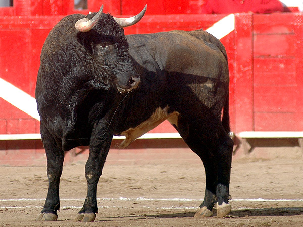 Caballero de fina estampa