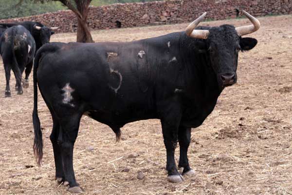 No. 50, negro list�n