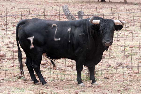 No. 21, negro bragado