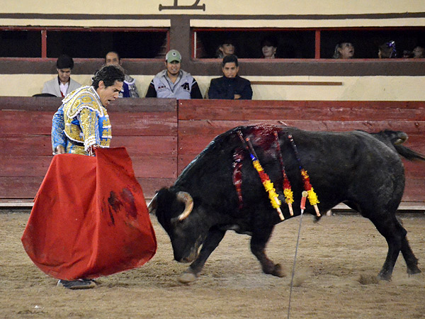 Bernardinas sin ayudado