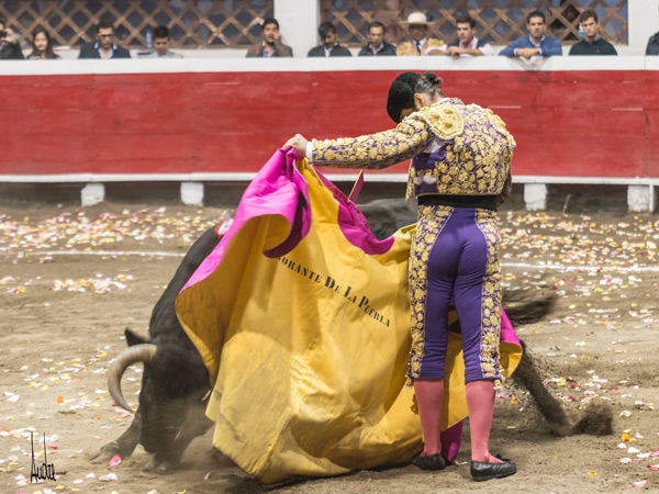 Terciopelo en los vuelos