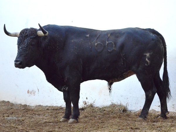 No. 166 (Campo Hermoso)