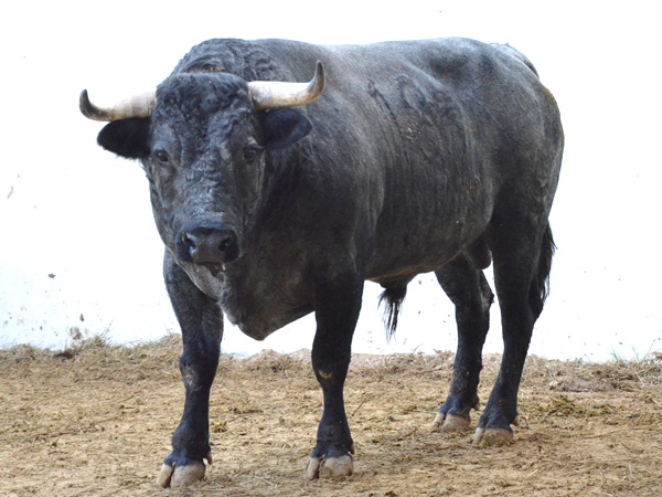 No. 184 (Campo Hermoso)