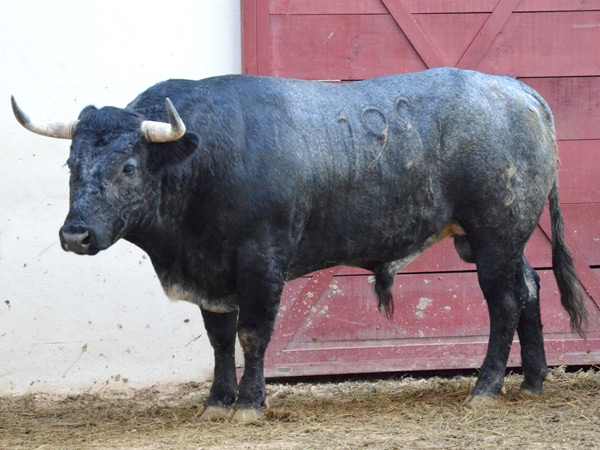 No. 198 (Campo Hermoso)