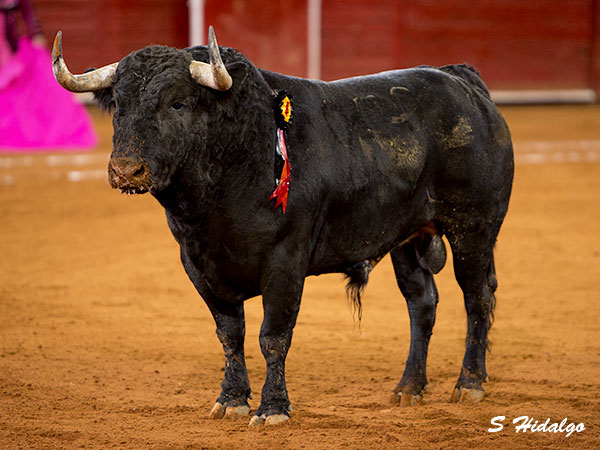 Espectacular estampa