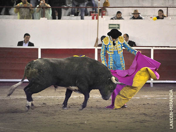 Un astado serio de cara