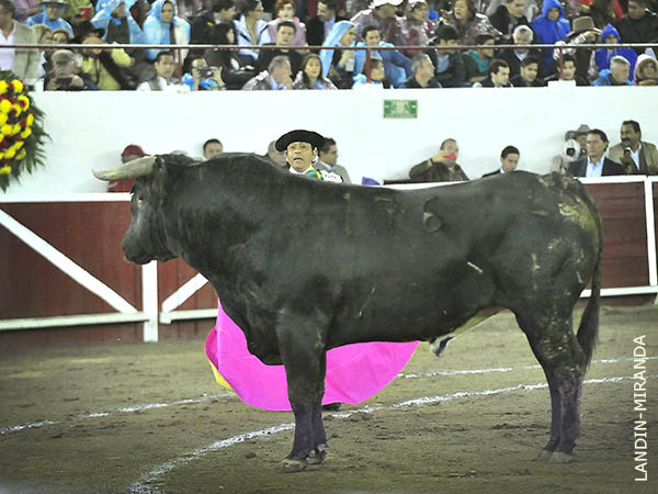 Ejemplar de gran alzada