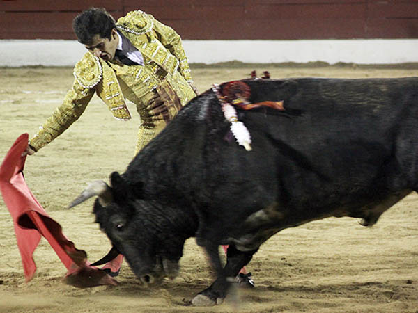 El ejemplar embistiendo