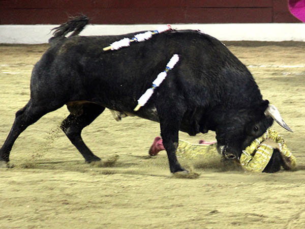 Tropez� en la cara del toro