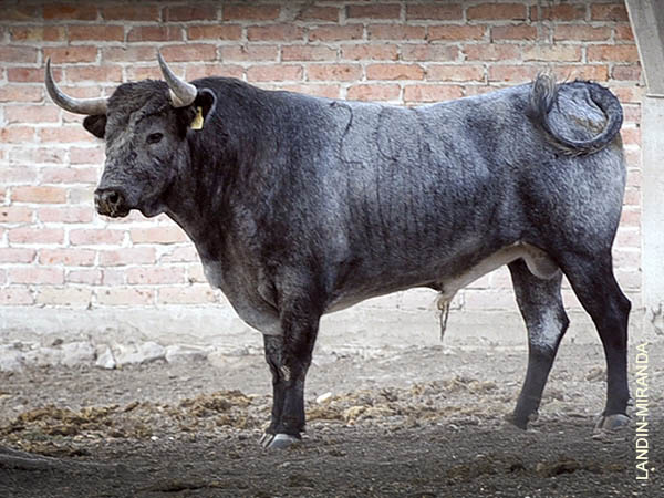 Toro No. 261 (Puerta Grande)