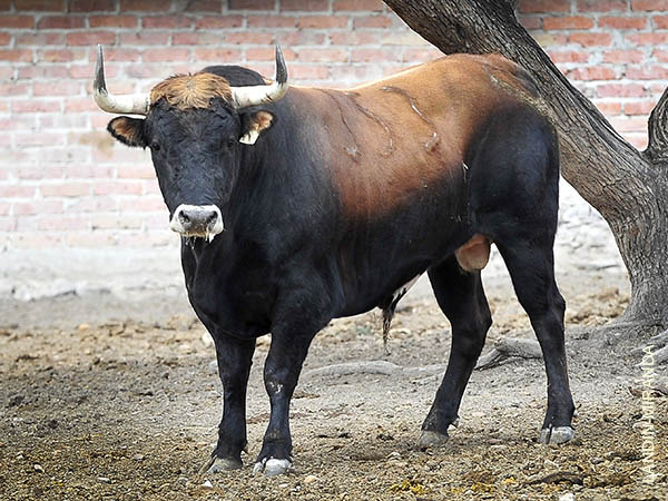 Toro No. 353 (Puerta Grande)