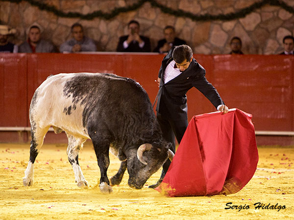 Excelente toro de Montecristo