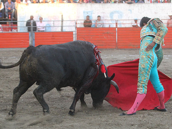 Saboreando la embestida